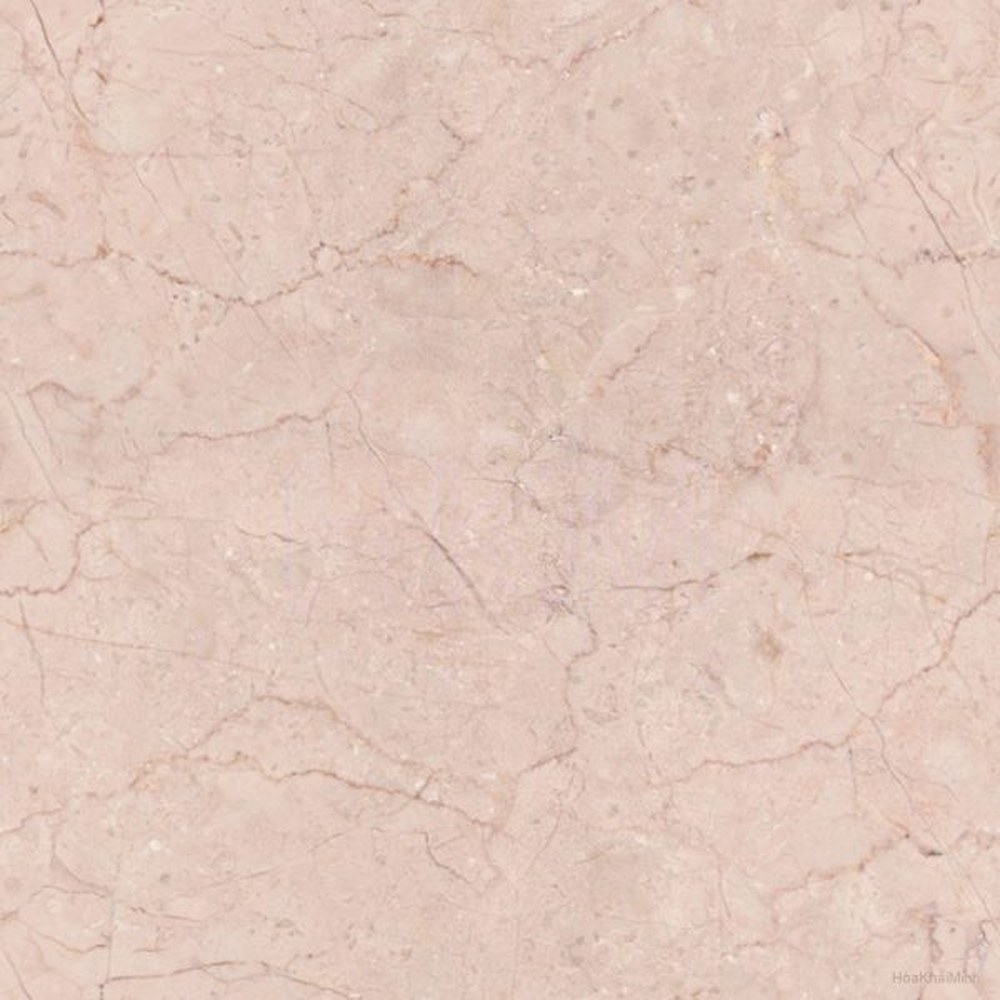 Hồng rosa light